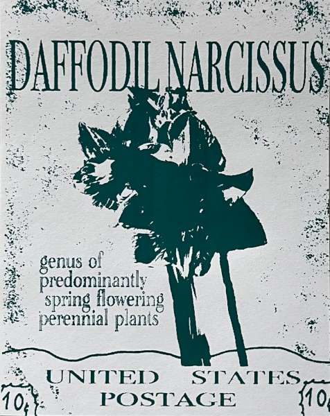 Daffodil Narcissus