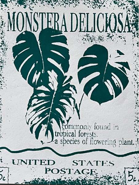 Monstera Deliciosa